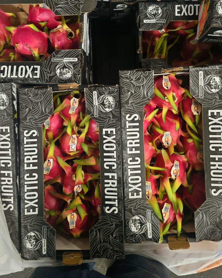Kisten voller pinker Drachenfrüchte